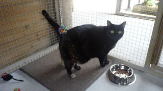 Bradshaw Cattery