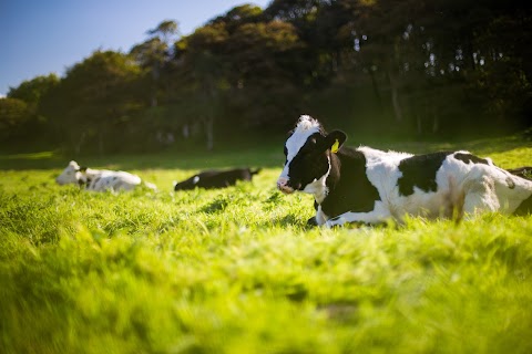 Cliffe Farm Vets