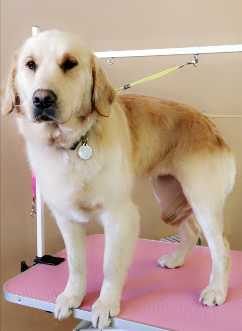 Purdy Pongos Dog Grooming