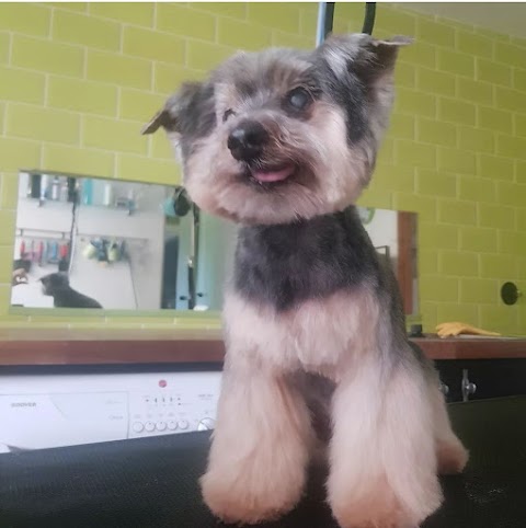 Instagroom Pet Salon