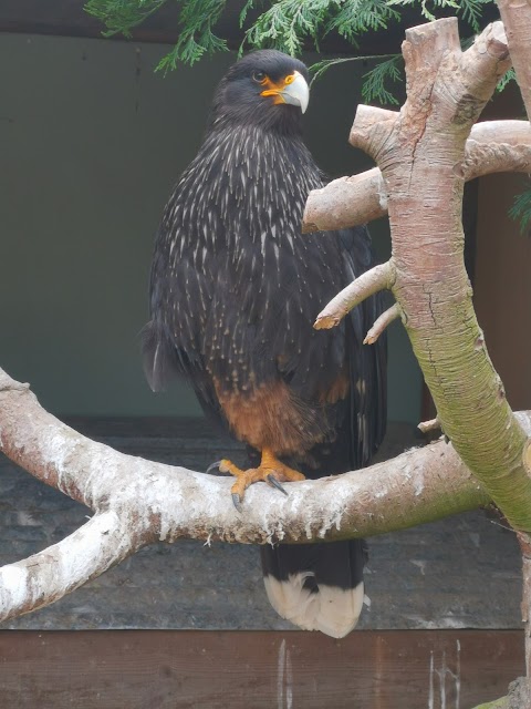 Huxley's Birds of Prey Centre and Gardens