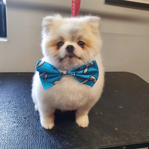 Pampered Paws Dog Grooming