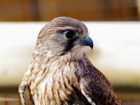 Haven Falconry Bird of Prey Centre