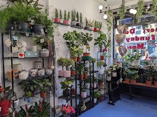 Bellenden Florist