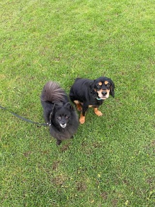 Kellis Pet Services and Dog Walking - Wigston