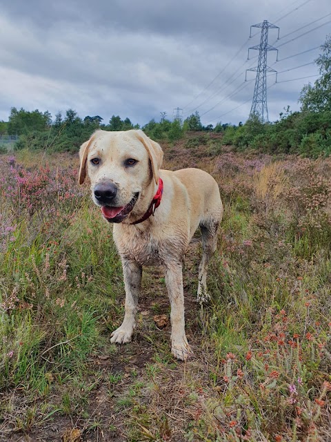 Canine-Walkies