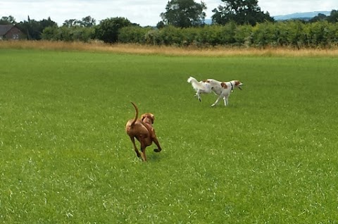 CANINE CAPERS OF CHESTER