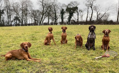 Ardanaiseig Vizsla Home Boarding