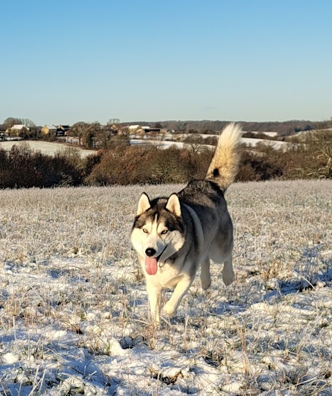 Blue's Brothers Hotel and Dog Walking Services