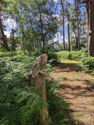 Forest Falconry