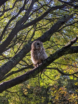 Elite Falconry