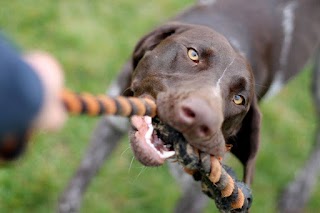 Whinney Hill Kennels