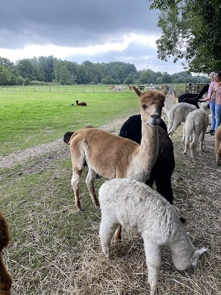 Alpaca walking Hensting Alpacas limited