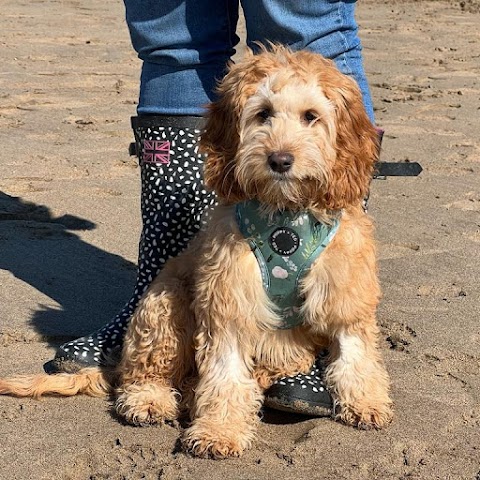 Pooch on a Pedestal Award Winner Best Dog Trainers South Wales 2021