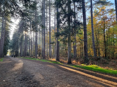 Black Park Country Park