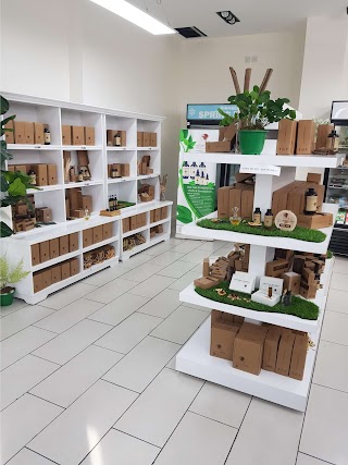 The Plantbase Store Kingston