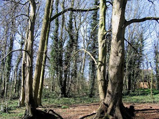 Lings Wood Nature Reserve