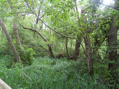 Barton Broad Boardwalk