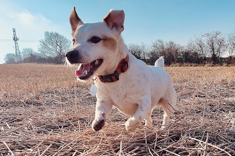 Adventure Paws