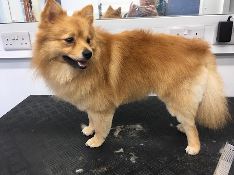 Poocilicious Dog Groomers