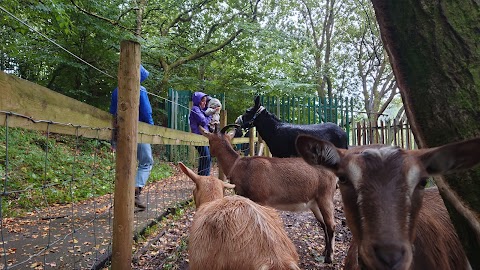 Swansea Community Farm