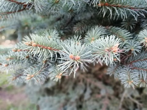 Пам’ятник Тарасові Шевченку