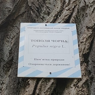 Тополя чорна