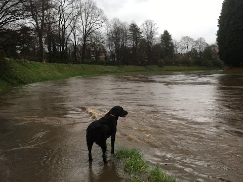 River Dog Walking