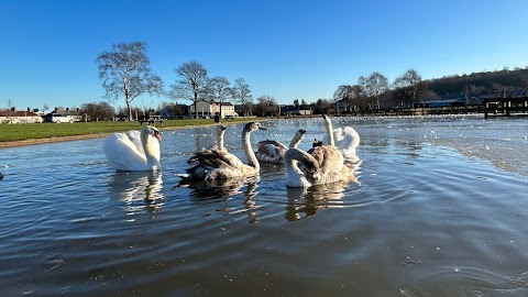 Wildlife Pond