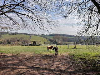 Trail Hounds Dog Walking and Running