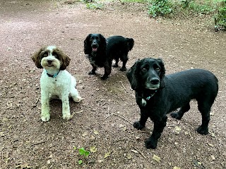 Snazzy Sniffers Dog Walking- Weston Super Mare