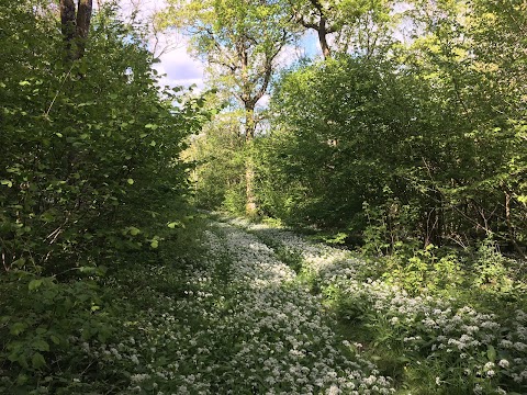 Colerne Park and Monk's Wood