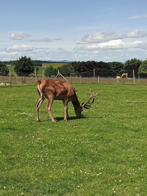 Wynford Farm Park