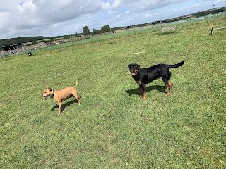 Bluerose Dog Park