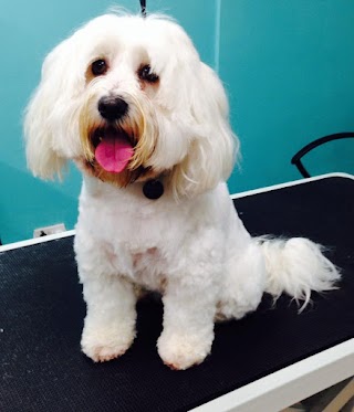 Ashton Dog Grooming Spa