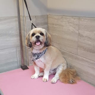 Majobi Dog Groomers York