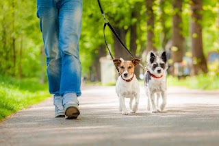 Edinburgh Dog Walking Services