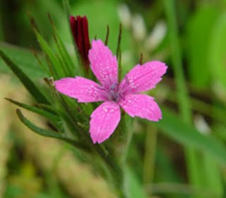 The Wildflower Patch