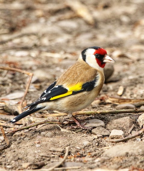 Willington Wetlands Nature Reserve