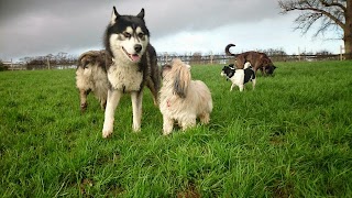 Honey's Doggy Daycare