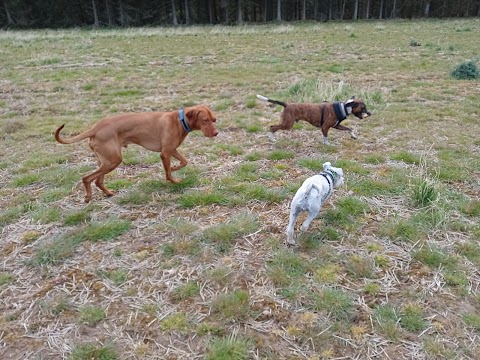 Woof Woof Dog Walker