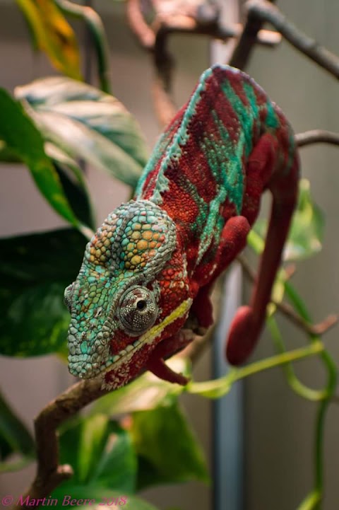 Wight Vipers Exotic Pets And Supplies