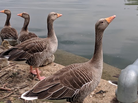 Leybourne Lakes Country Park