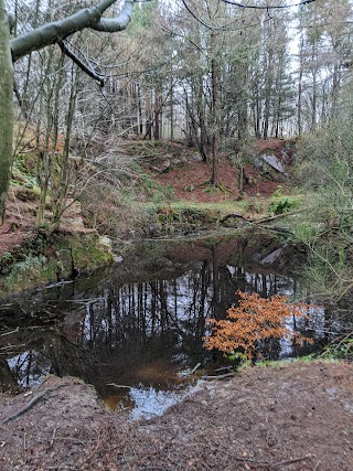 Tollohill Wood