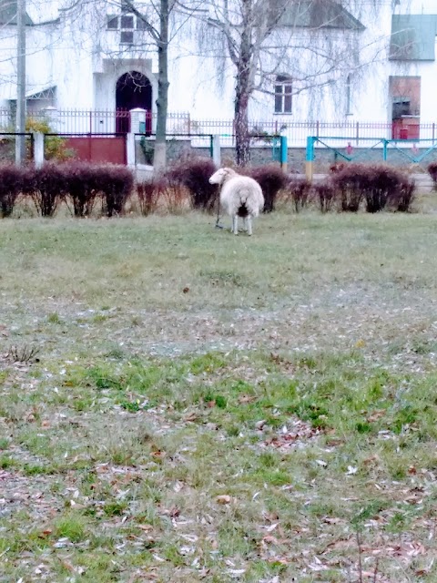 Дитячо-юнацький фізкультурно-спортивний клуб