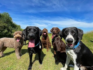 Happy Hounds