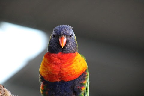 Lorikeet Landing - Twycross Zoo