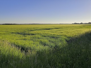 Maybush Copse