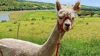 Jeans Family Farm Alpaca Trekking