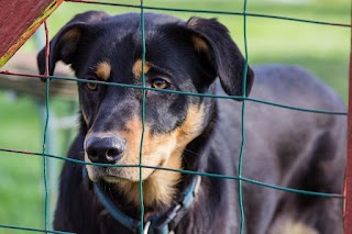 Woofstock Kennels